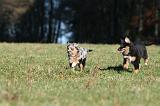 BERGER AUSTRALIEN PUPPIES 699